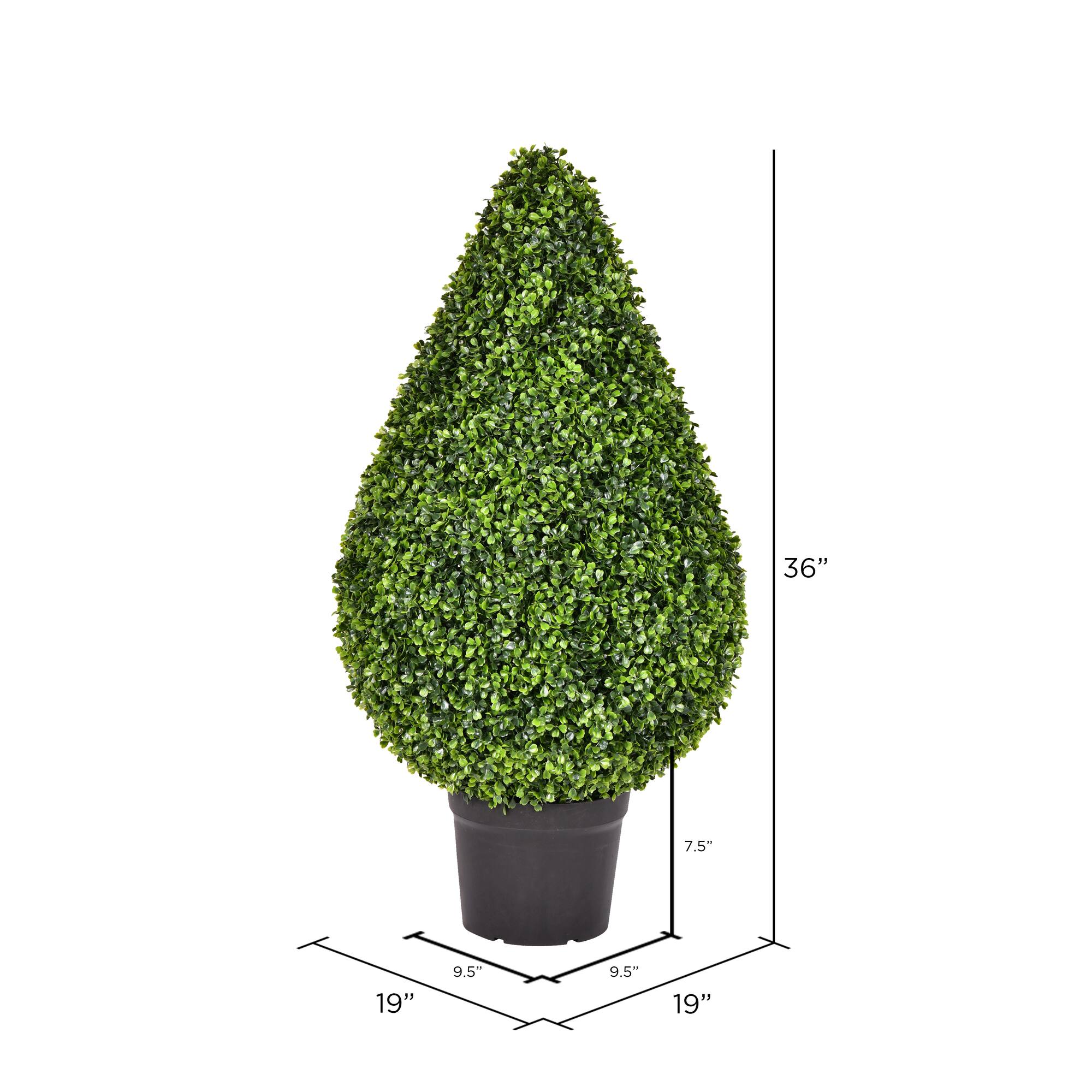 3ft. Potted Boxwood Teardrop Shaped Bush